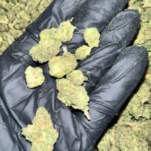 Key Lime Jack THCA Flower bulk wholesale THCA flower product image